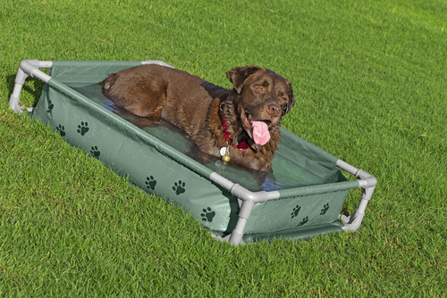 Bestway Lemmikkiallas Fetchin' Fun 2-in-1